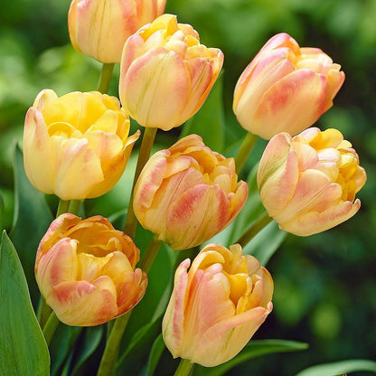 Tulip Seeds – Grow a Stunning Spring Garden Full of Color