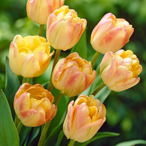 Tulip Seeds – Grow a Stunning Spring Garden Full of Color
