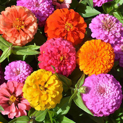 👉 Grow Gorgeous, Eye-Catching Flowers at Home — No Experience or Green Thumb Needed 🌱