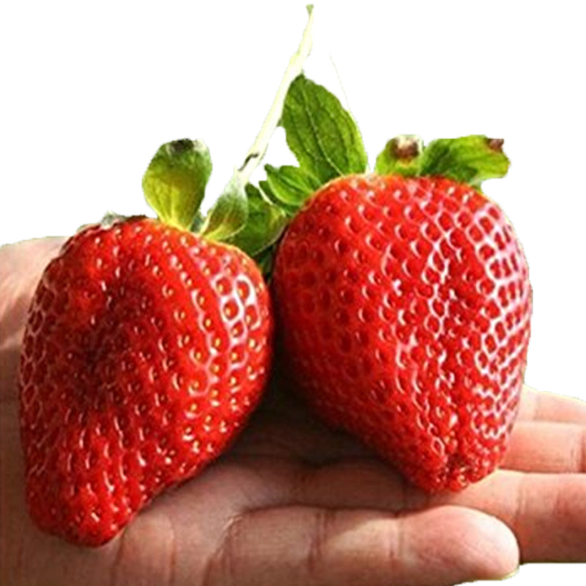 🍓🍓Super Giant Strawberry Fruit Seeds-very easy to grow🍓🍓