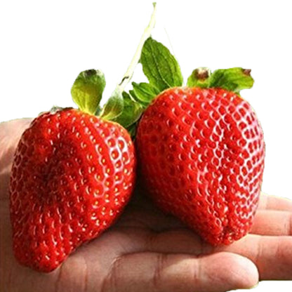 🍓🍓Super Giant Strawberry Fruit Seeds-very easy to grow🍓🍓
