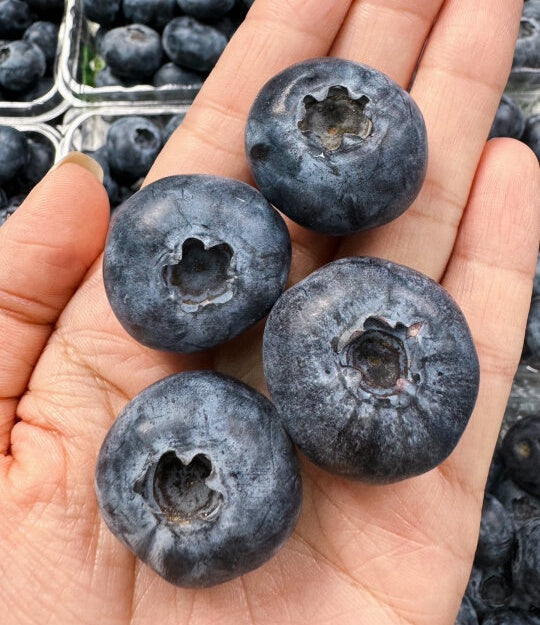 🌸Spring Sale🫐Giant Blueberry Seeds