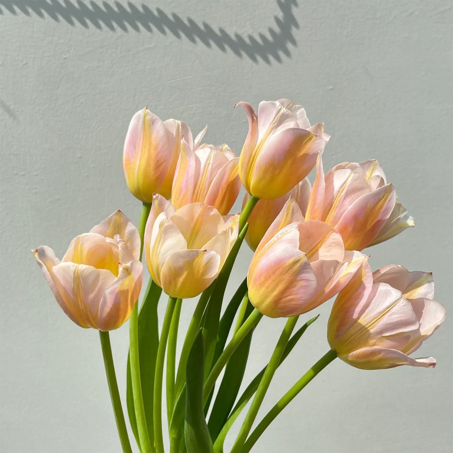 💥Spring NEW🌷Tulips "first love"seeds