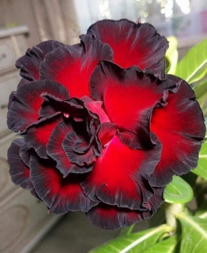 🔥Desert roses up to 50% off – Now at a Discount!🎁 😍Loves to bloom, long flowering period 🌵 Desert Rose