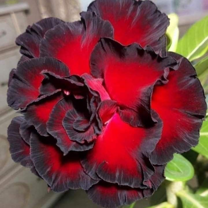 🌵⁺♡₊Bring Exotic Desert Rose Beauty Into Your Garden