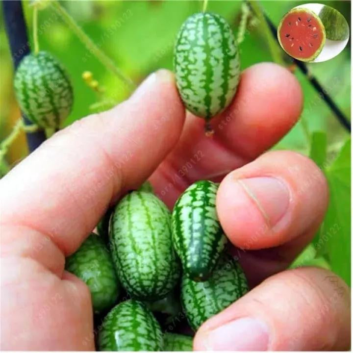 🍉🍉Super MINI! - Thumb Watermelon
