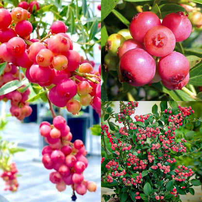 Pink Bliss Blueberry Seeds – Rare Pink Berries with Extra Sweet Flavor, Perfect for Home Gardens