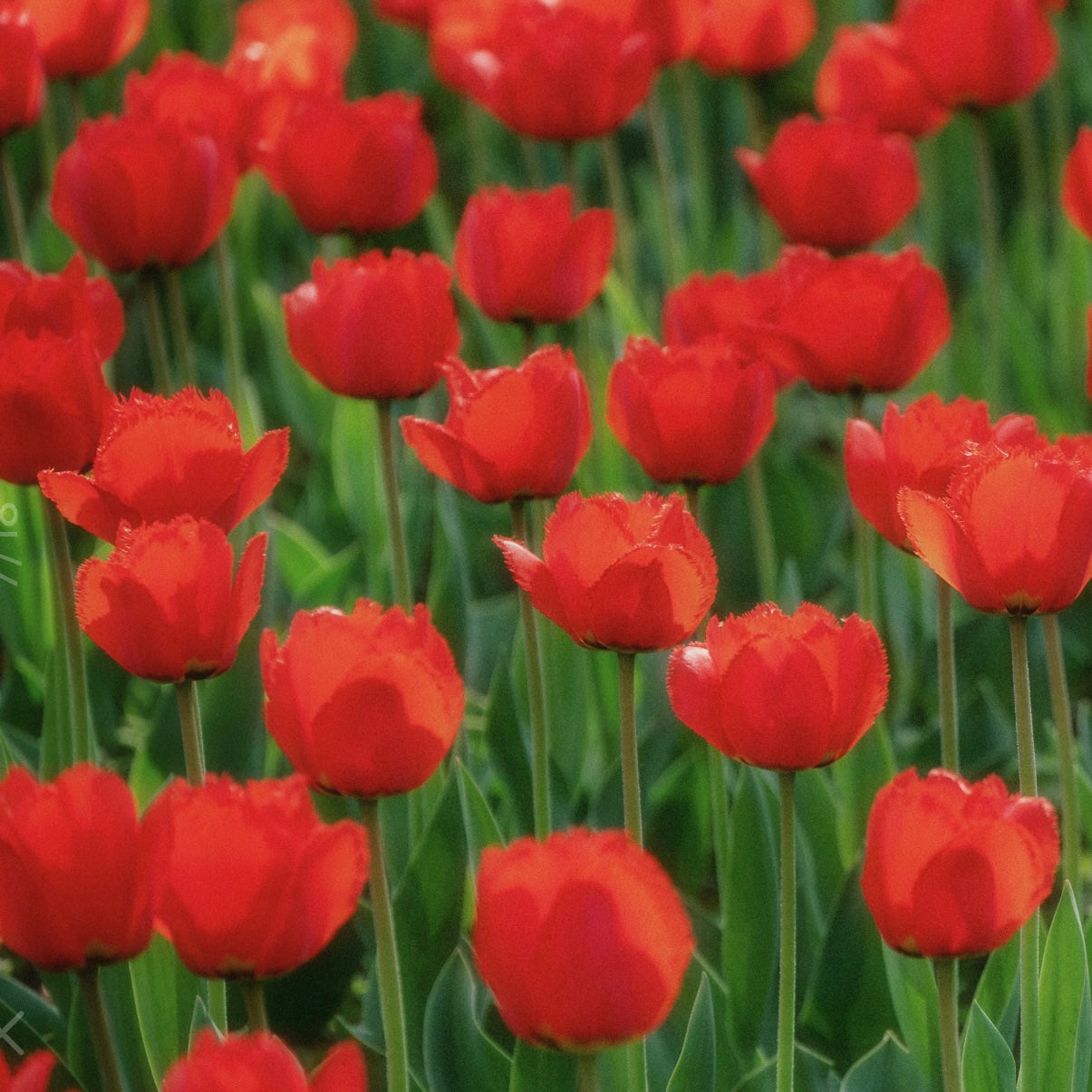 🌷‎⋆. ݁Create a Garden Full of Elegant Tulips