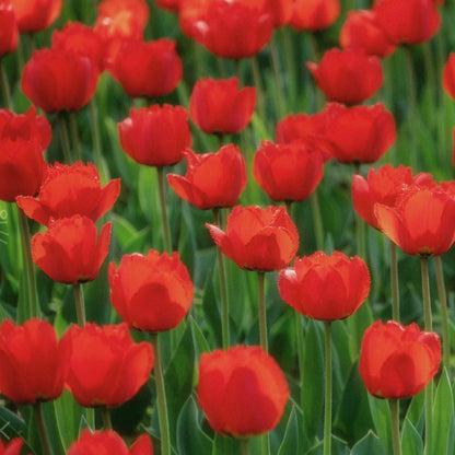 🌷‎⋆. ݁Create a Garden Full of Elegant Tulips