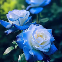 Ice Blue Rose