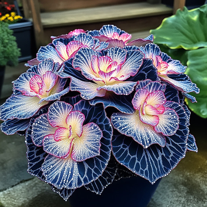 Painted Begonia 🫧☘️Pot Plant, Interior Design, Low Maintenance🍃🌺