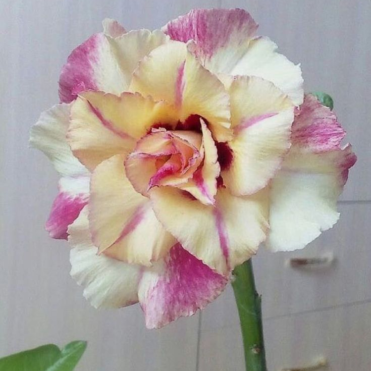 🌵⁺♡₊Bring Exotic Desert Rose Beauty Into Your Garden