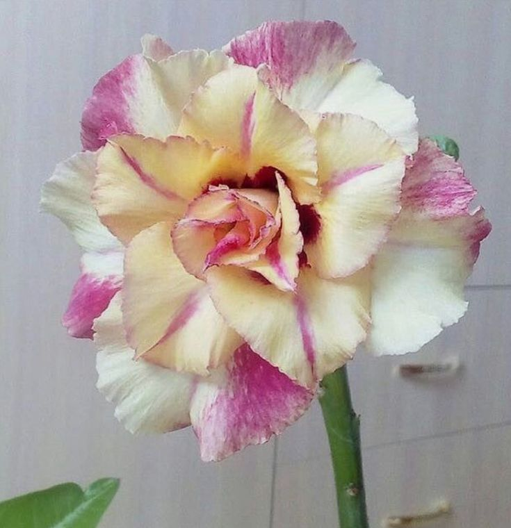 🔥Desert roses up to 50% off – Now at a Discount!🎁 😍Loves to bloom, long flowering period 🌵 Desert Rose