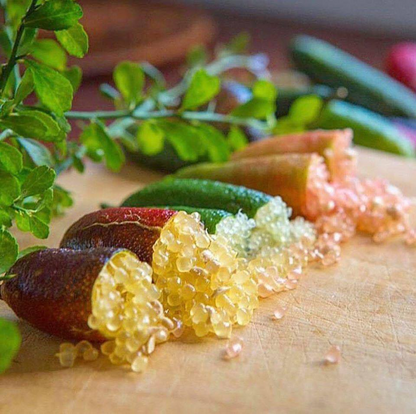 🍋✧˖°Finger Lime Seeds-Citrus Australasica