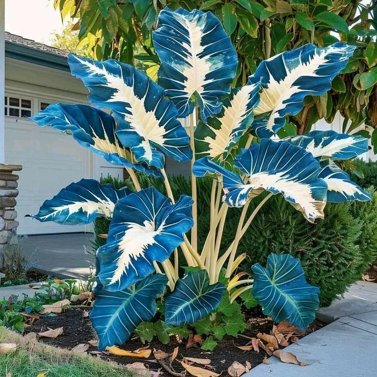 🌿Caladium Giganteum Bulbs 🌟The tropical star of your garden