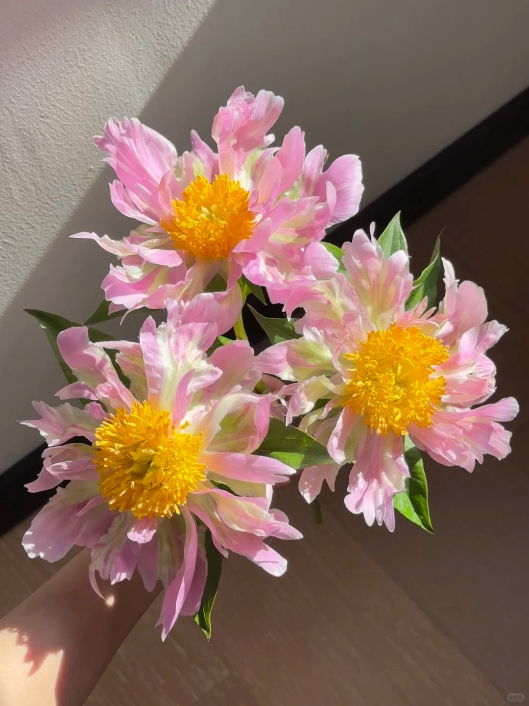 🌺 Peony Bulbs: The Queen of Flowers for Your Garden