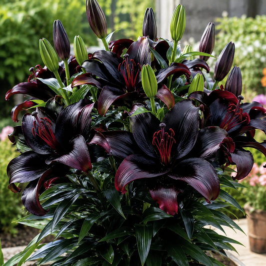Black Magic Lily🌺Perfume Lily Bulbs✨Fast Blooming&Perfect for Beginners