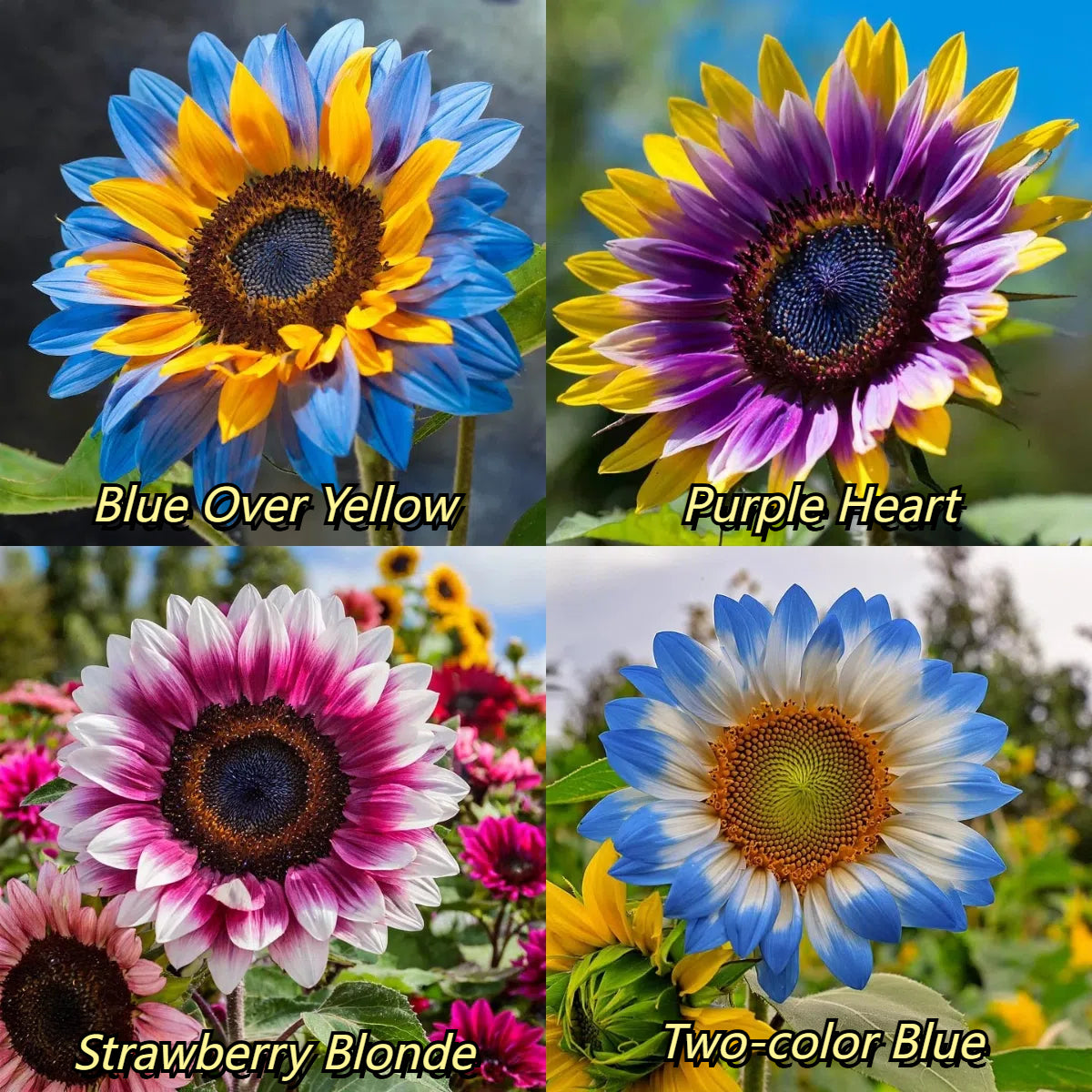 Midnight Blaze Sunflower Seeds