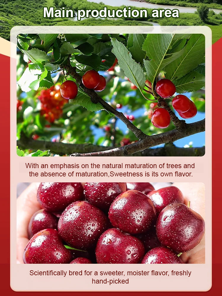 ✨Top Grade & Productive – Chilean Cherry Seeds Direct from Origin🌱98% survival rate. Suitable for beginners.🍒