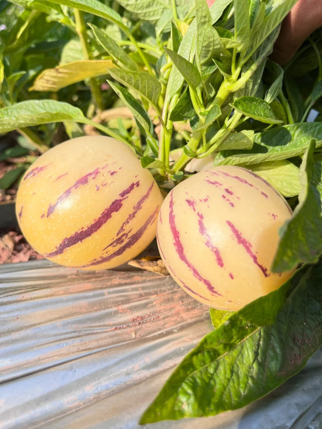 New offers🔥Ginseng Berry Seeds