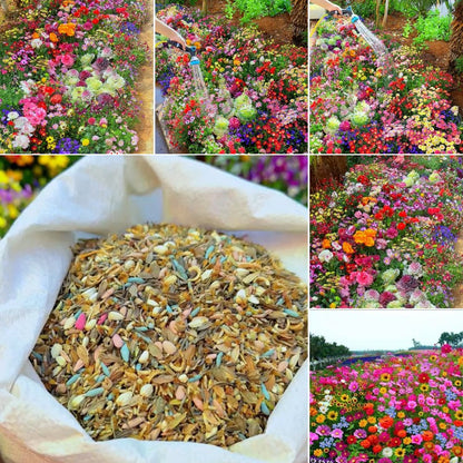 🌸 All-Season Mixed Perennial Flowers Seeds – 90+ Varieties, Bloom All Year!