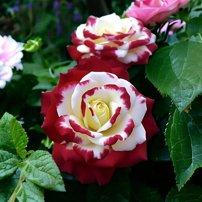 Rare Twin Red White Rose Flower Seeds for Planting💐