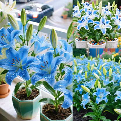 Black Magic Lily🌺Perfume Lily Bulbs✨Fast Blooming&Perfect for Beginners