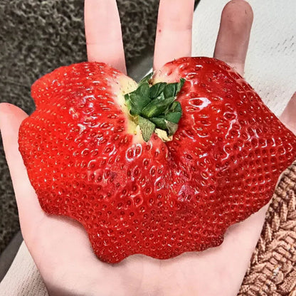 Rare Giant Strawberry Seeds 🍓 Grow Huge, Easy to grow