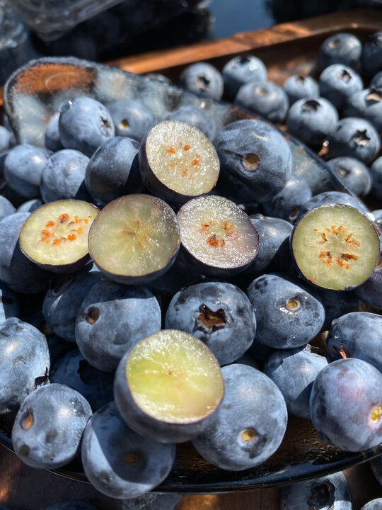 🌸Spring Sale🫐Giant Blueberry Seeds