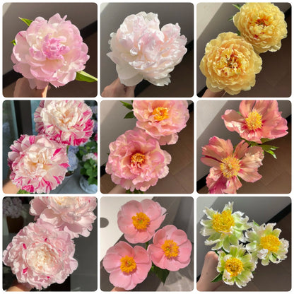 🌺 Peony Bulbs: The Queen of Flowers for Your Garden