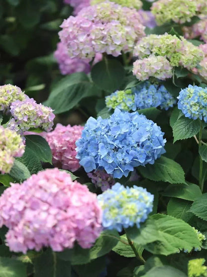🔥🔥 Hydrangea Bulbs🌸  – Grow Huge, Cloud-Like Blooms at Home 🌿