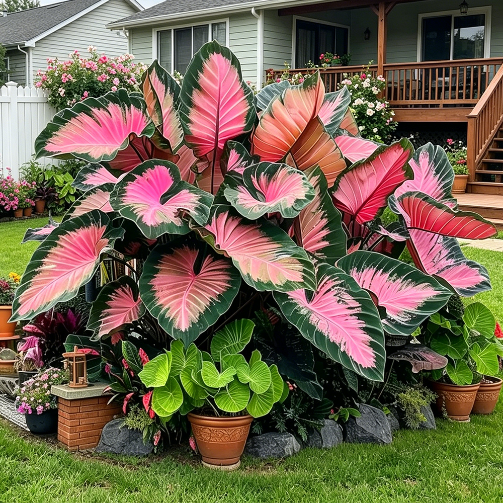 🌿Caladium Giganteum Bulbs 🌟The tropical star of your garden
