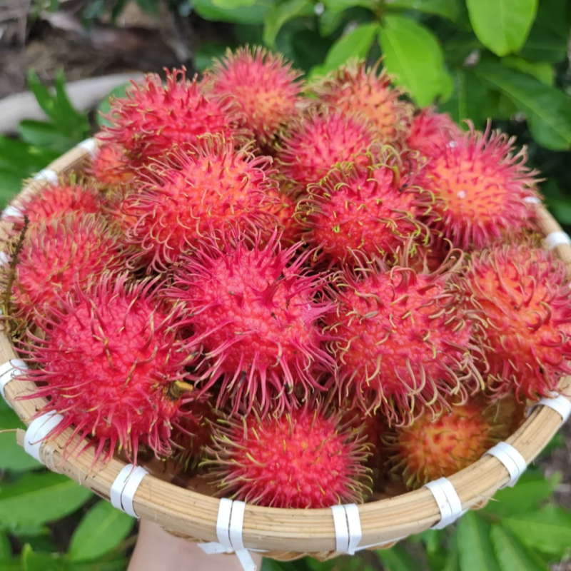 Rambutan Seeds 🌱 Plant Once, Harvest Sweet Tropical Fruit All Season 😋
