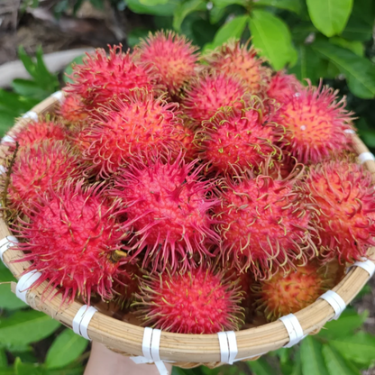 Rambutan Seeds 🌱 Plant Once, Harvest Sweet Tropical Fruit All Season 😋