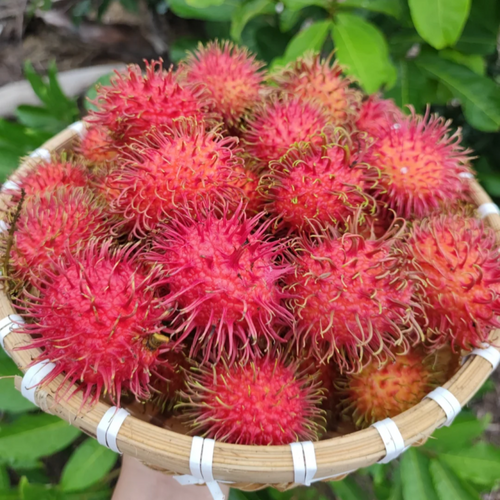Rambutan Seeds 🌱 Plant Once, Harvest Sweet Tropical Fruit All Season 😋