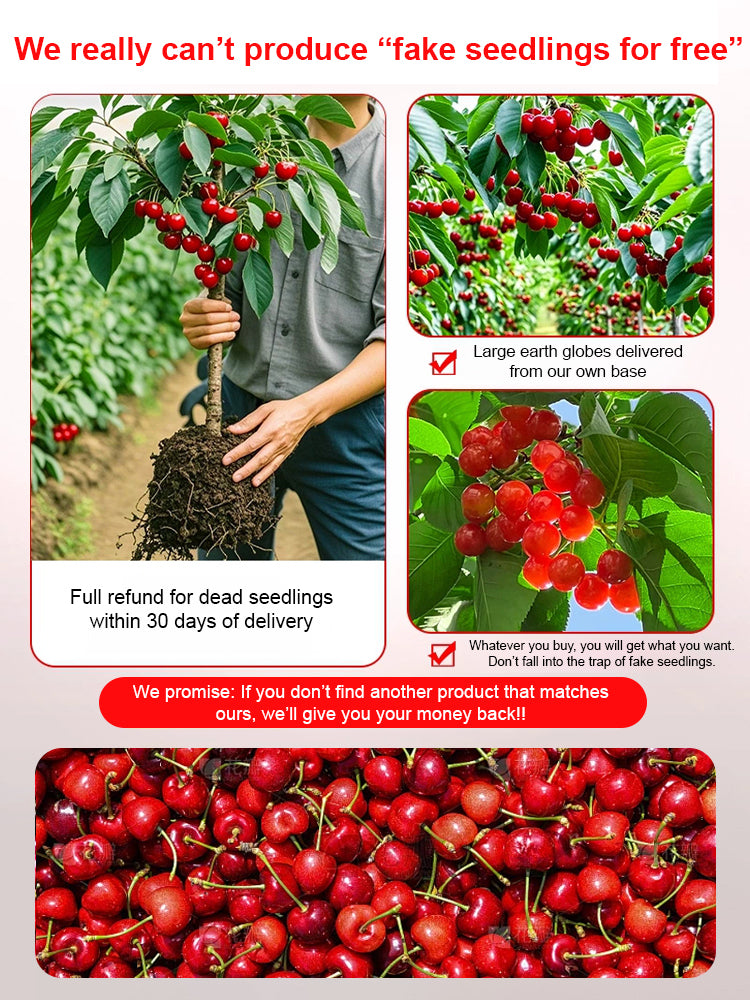 ✨Top Grade & Productive – Chilean Cherry Seeds Direct from Origin🌱98% survival rate. Suitable for beginners.🍒