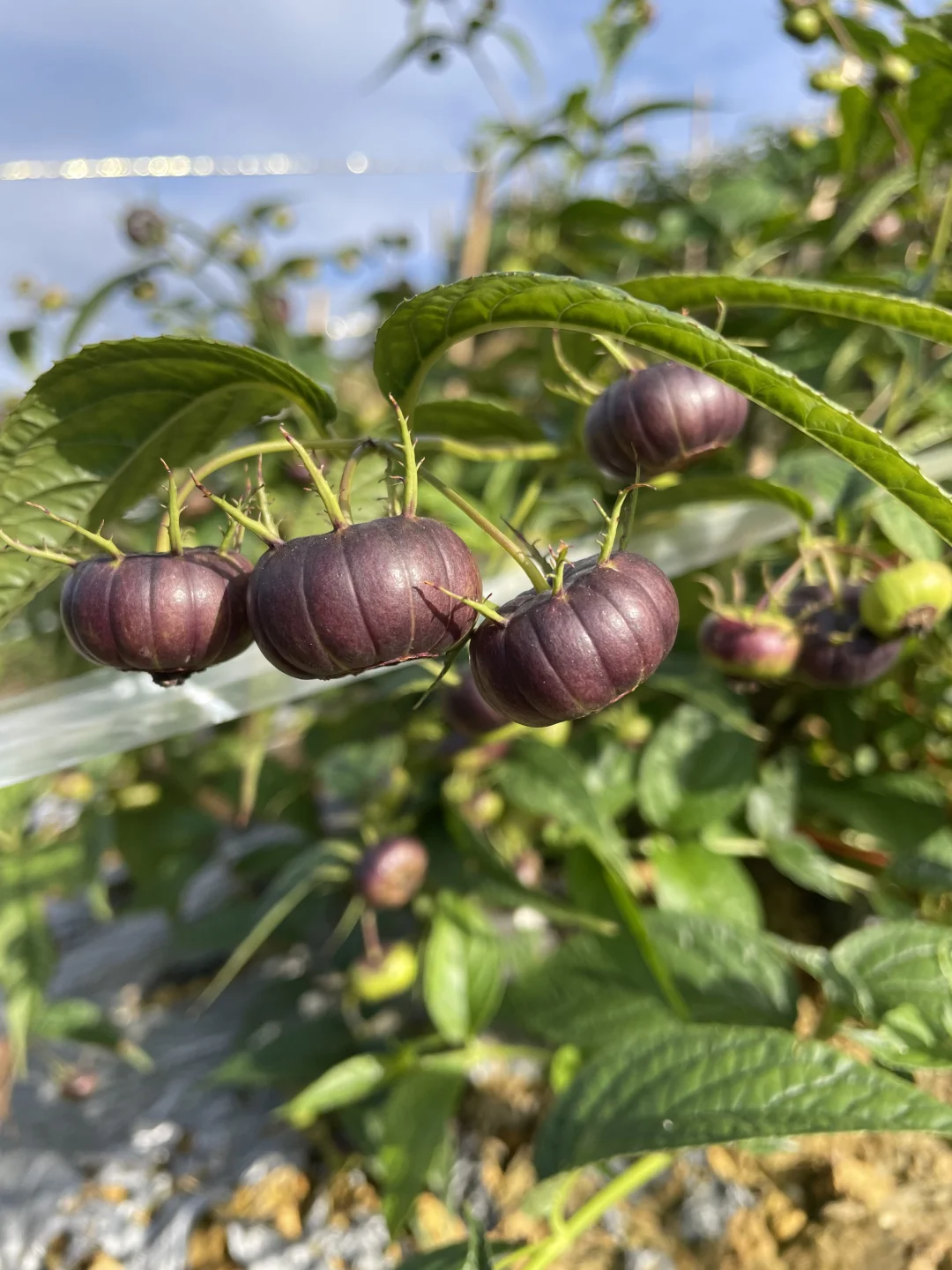 Red ginseng 🍉A magical fruit like pearls