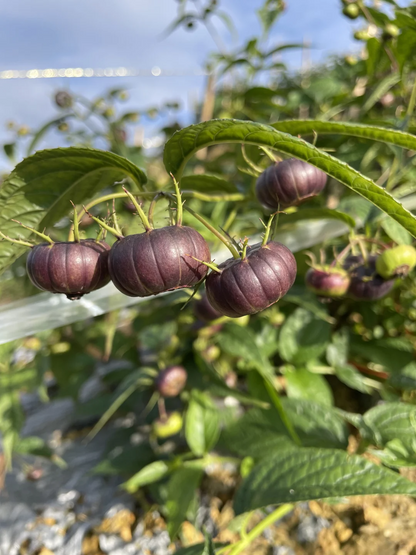 Red ginseng 🍉A magical fruit like pearls