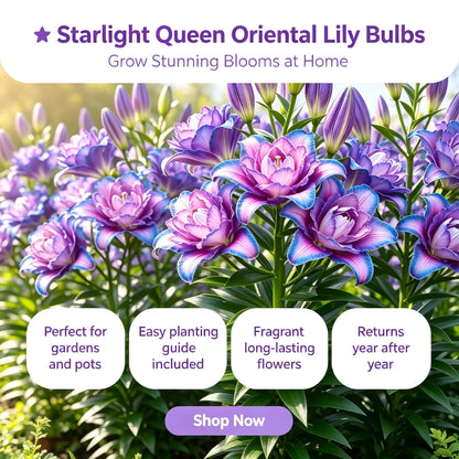 🌸Starlight Queen Oriental Lily Bulbs