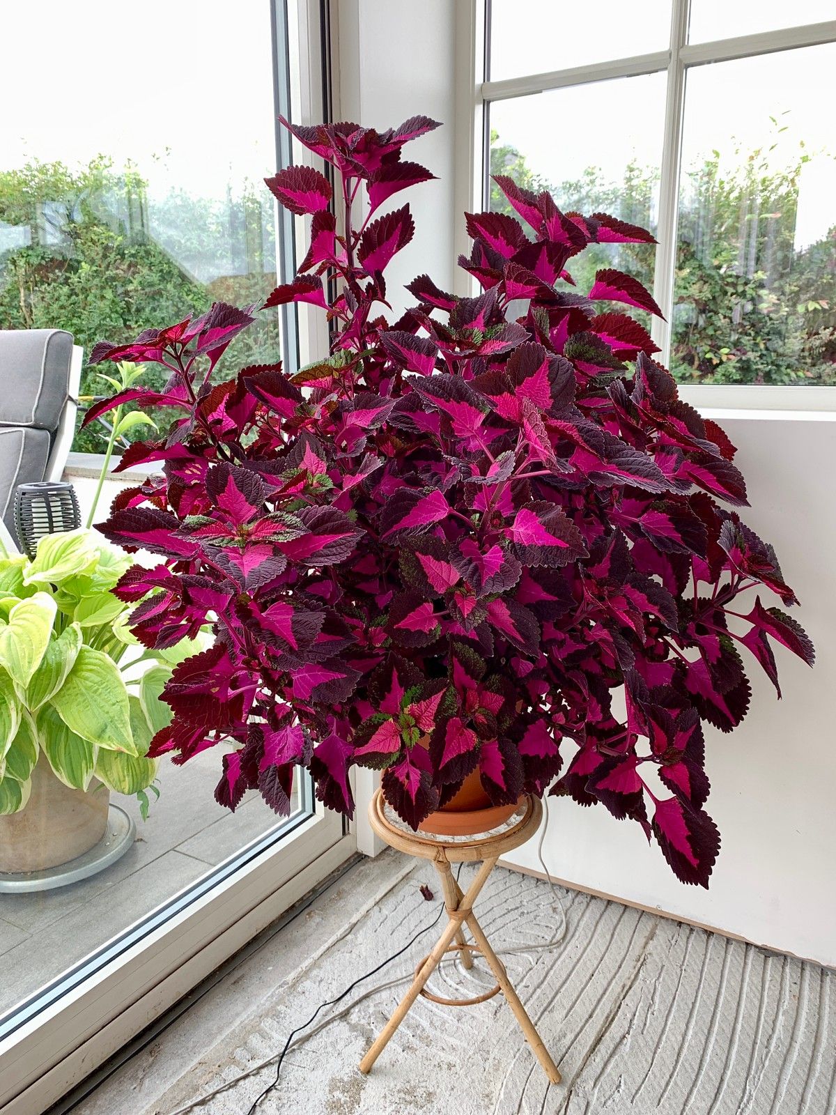 🔥20% Off: Fill Your Garden with the Vibrant ‘China Rose’ Coleus