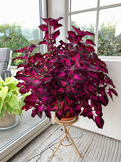 🔥20% Off: Fill Your Garden with the Vibrant ‘China Rose’ Coleus