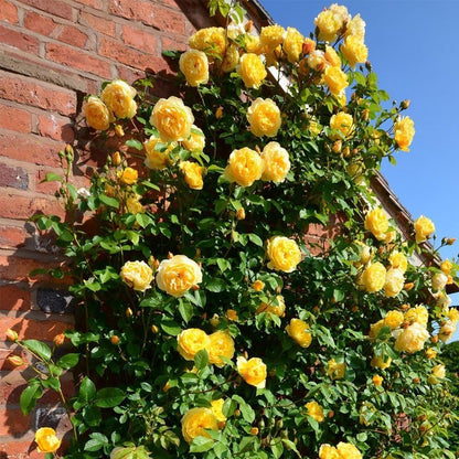 🌹 Fast-Growing Climbing Roses – Beautiful Blooms in Just One Year!