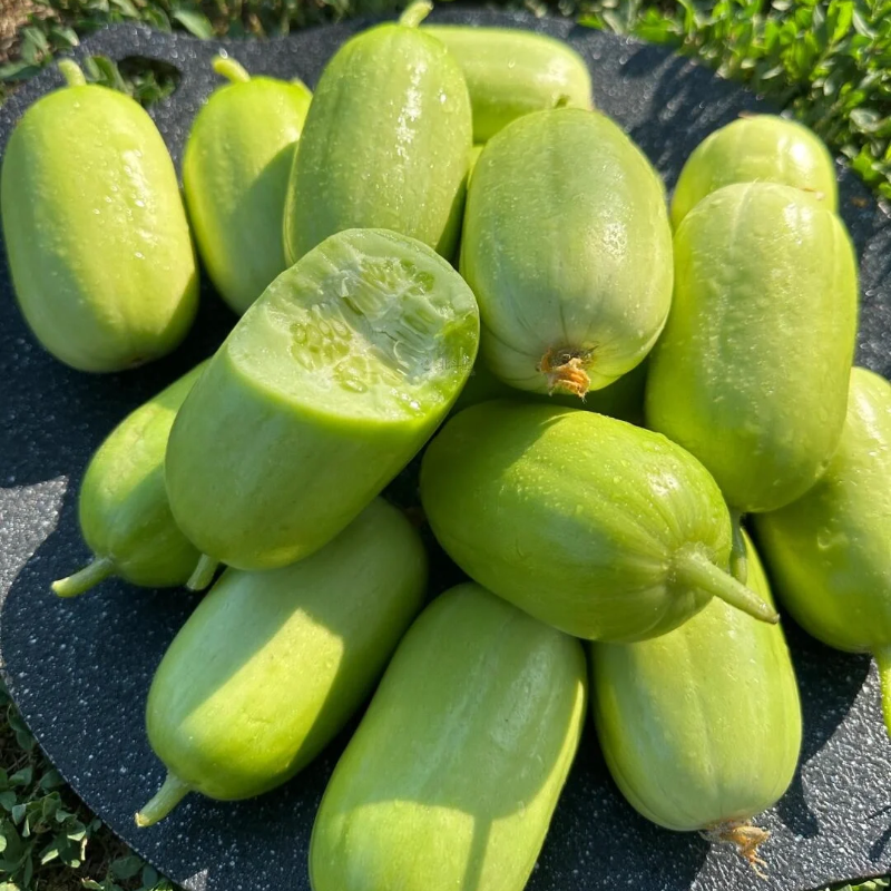 🥒Growable in all seasons - Jade Girl Cucumber