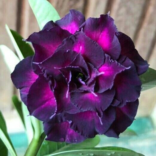 🌵⁺♡₊Bring Exotic Desert Rose Beauty Into Your Garden