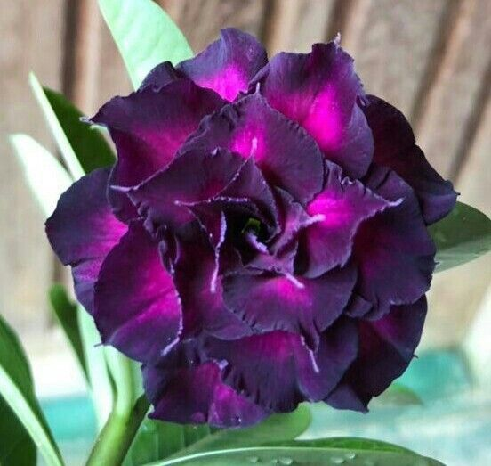 🔥Desert roses up to 50% off – Now at a Discount!🎁 😍Loves to bloom, long flowering period 🌵 Desert Rose