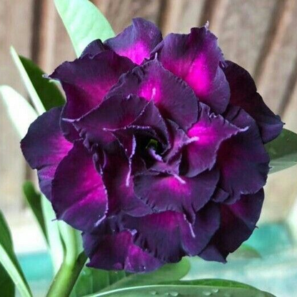 🌵⁺♡₊Bring Exotic Desert Rose Beauty Into Your Garden