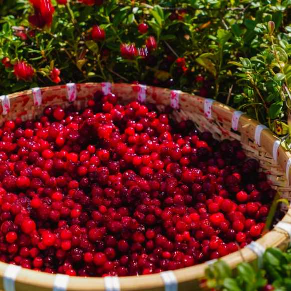 🍒 Premium Cranberry Seeds – Superfruit Treasure!