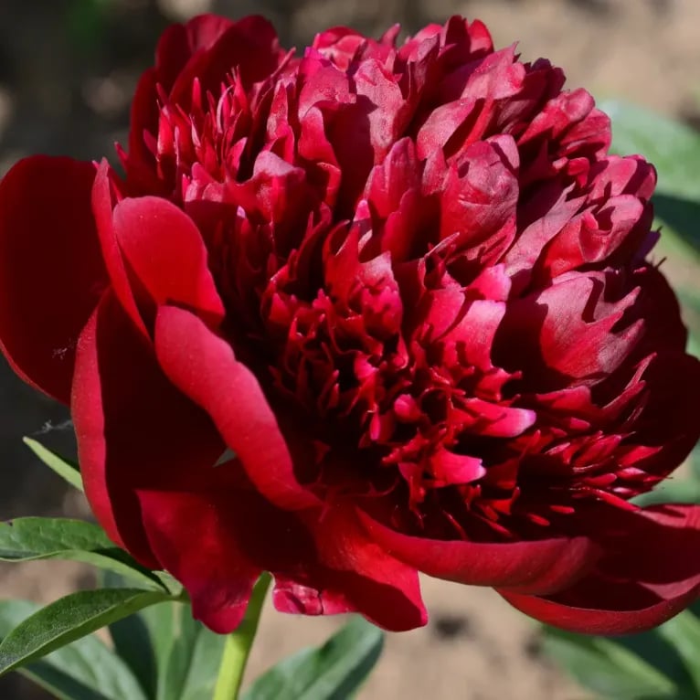 🌺🌺🌺 Bring the “Queen of Flowers” to Your Backyard