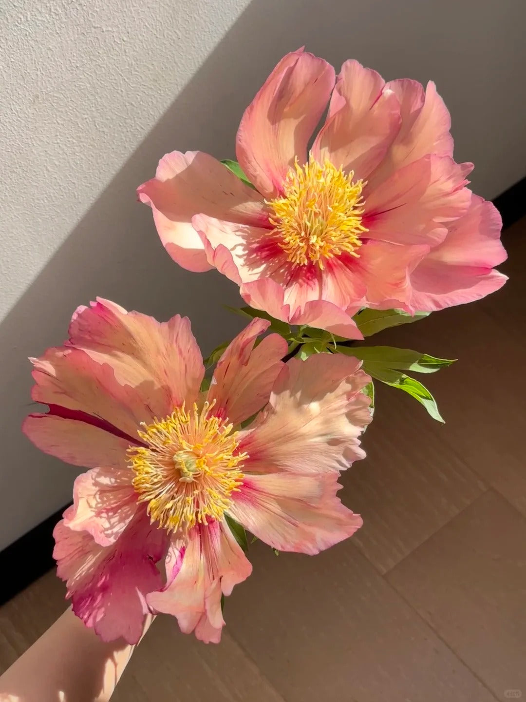 🌺 Peony Bulbs: The Queen of Flowers for Your Garden
