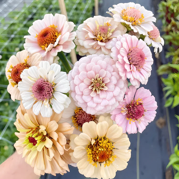🦋 Easy Double Zinnia Seeds – Massive Colorful Blooms in Just Weeks 🌸✨